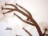 7 - Ramificazioni apicali con tetrasporocisti
